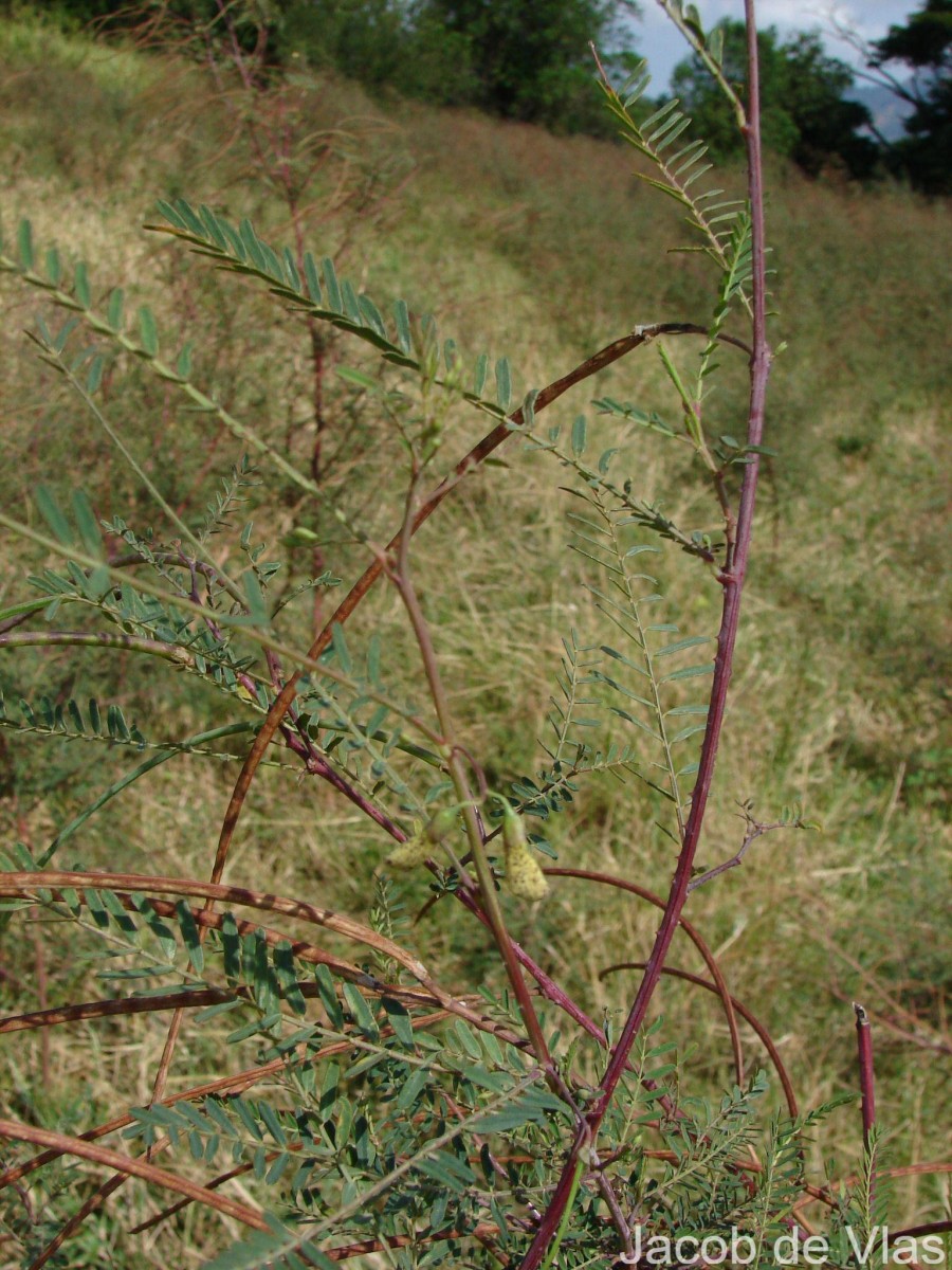 Sesbania bispinosa (Jacq.) W.Wight (Schreb.) Pers.